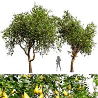 New Plant High detail Pear Pyrus Communis Red