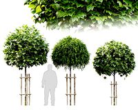 Tree with wooden guard