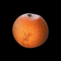 Orange Mandarin Clementine Tangerine