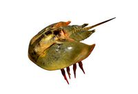 Horseshoe Crab