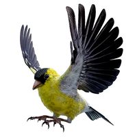 GoldFinch - BLENDER