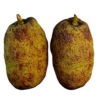 Jackfruit 04