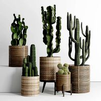 A SET of plants and cactus in handmade wooden baskets 286