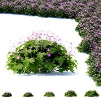 Geranium macrorrhizum flower