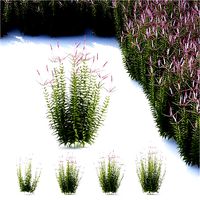 Veronicastrum virginicum Erica flower