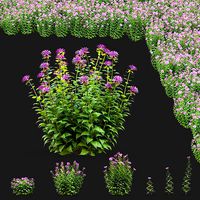 Monarda didyma pink