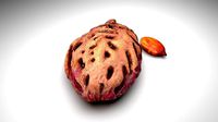 Peach Seed And Kernel