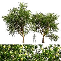 New Plant High detail Pear Pyrus Communis Green
