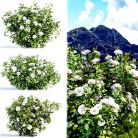 Rose bushes collection vol 121