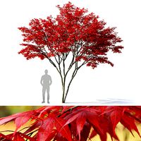Acer palmatum 03