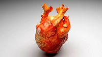 Human Heart