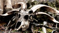 demon goat skull bronze