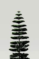 Cook Pine Tree