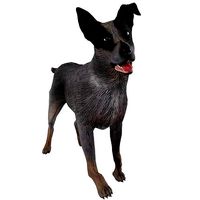 Cattle Dog
