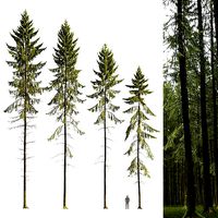 Spruce 10