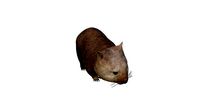 Wombat