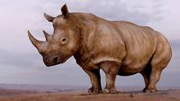 ANIMATED RHINOCEROS LOW POLY