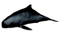 Harbour porpoise