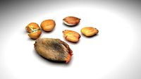 Apricot Seed and Kernel