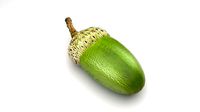 Acorn
