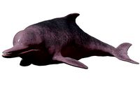 Chinese Dolphin