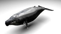 Humpback Whale