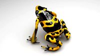Yellow and Black Poison Dart Frog