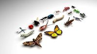 Insects Set