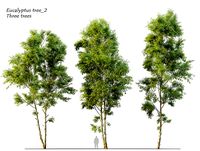 Eucalyptus 2