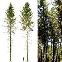 Spruce 06