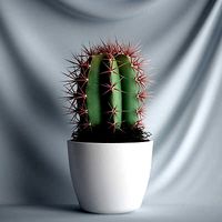 Pot Cactus