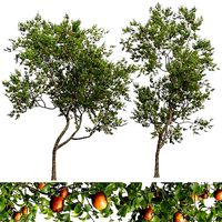 New Plant High detail Diospyros Kaki Persimmon