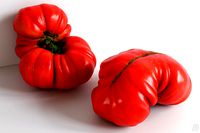 Tomato 023