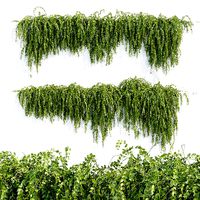 Hanging wall plants vol 118