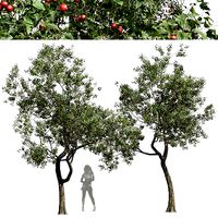 New Plant High detail Crataegus Pinnatifida Hawthorn