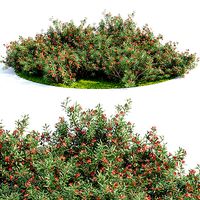 Nerium Oleander-Grass Garden vol 117