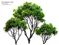 Frangipani tree