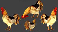 Rooster Animated