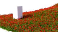 Poppy Field