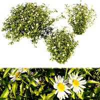 Collection plant vol 377 - bush - Camomile - ble - 3ds - c4d