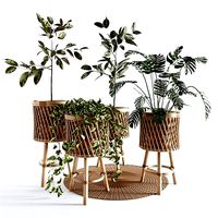 Indoor Plants Collection - Set 02
