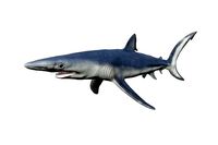 Blue shark