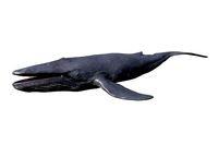Blue Whale