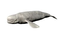 Beluga