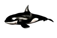 Killer Whale