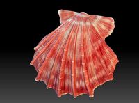 Seashell  Scallops | 3D