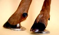 fawn hoof 1-1 | 3D