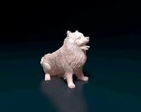 Pomeranian | 3D