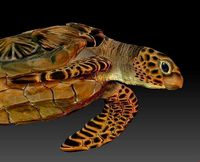 Sea Turtle  3 models | 3D