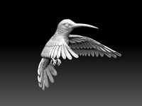 colibri humming bird  | 3D